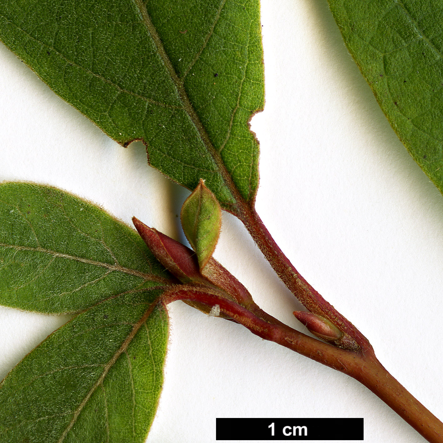 High resolution image: Family: Lauraceae - Genus: Litsea - Taxon: moupinensis - SpeciesSub: var. szechuanica